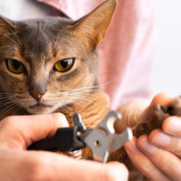Fermín